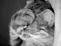 facepalm cat.jpg